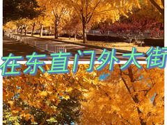 -三里屯东五街银杏大道