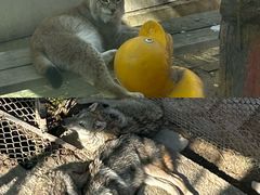 -青藏高原野生动物园