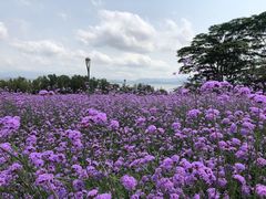-深圳湾公园(南山区)