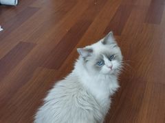 -猫大福·Fortune Cat猫舍(百子湾店)