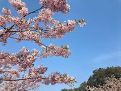 -新江湾城公园