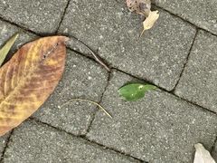-滴水岩森林公园