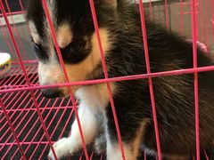 -欢乐牧人蒙古炭烤羊腿(四平路店)