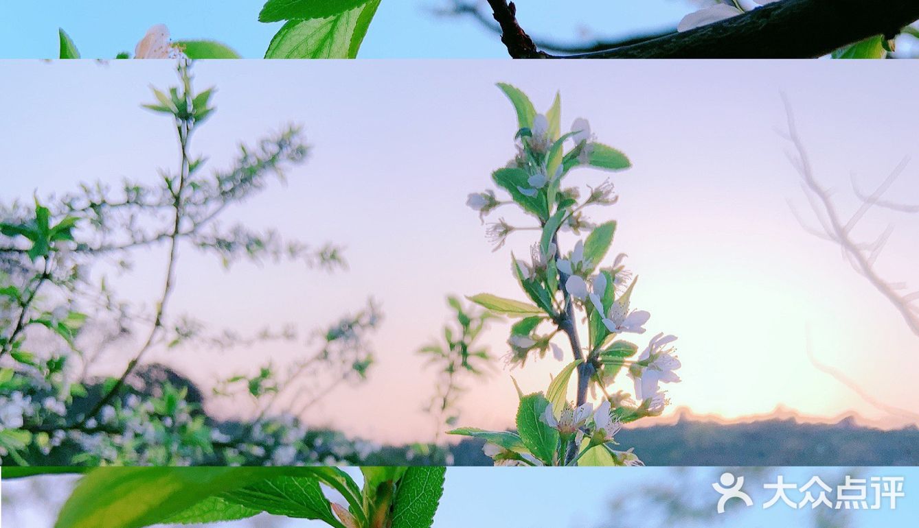 小众岛屿 |苏州洞庭西山🌈采茶的季节🍃