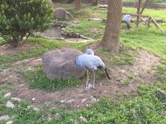 -野生动物园-停车场