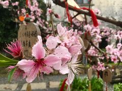 -田园东方蜜桃村的田野营地