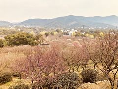 -香雪海