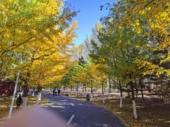 -长白岛森林公园