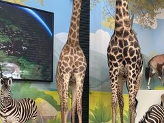 -陕西自然博物馆