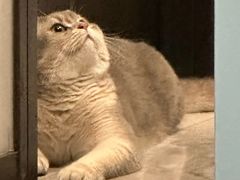 -欣宠猫屋·矮脚拿破仑·蓝金金渐层