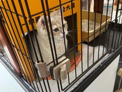 -1013 PET SHOP精品宠物商店(丁香店)