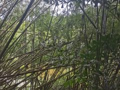 -滴水岩森林公园