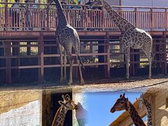 -鄂尔多斯野生动物园