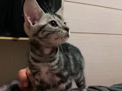 -喵zoo家庭繁育猫舍(尖东智能花园店)