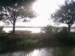 -大湾区中央湿地公园