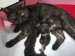 -纳吉亚猫专科动物医院博雅分院