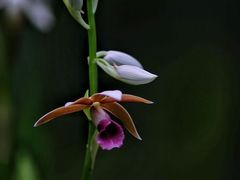 -中国科学院华南植物园