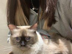 -藏猫猫咖啡主题馆(中央大道店)