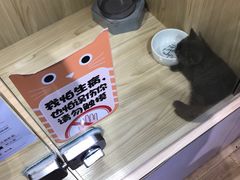 -屋虎猫馆(宝安大仟里店)