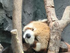 -武汉动物园