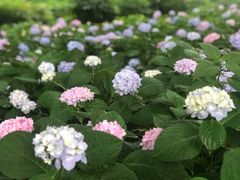 -金银湖国家城市湿地公园