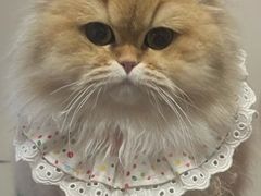 -艾贝尔宠物医院·24H转诊中心·肿瘤猫专科(江宁双龙店)
