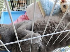 -瑞鹏宠物医院·内科·中兽医·骨科(苗圃店)