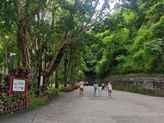 -西双版纳原始森林公园