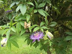 -中国科学院西双版纳热带植物园