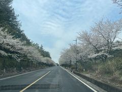 -武陵山森林公园