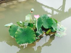 iphone_upload_pic-茯茶镇