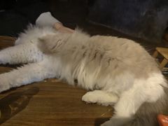 -猫猫幼稚园·撸猫·桌游·电玩