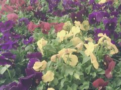 -傣妹火锅(狮子桥店)