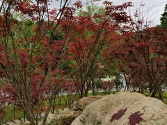 -广州市帽峰山景区