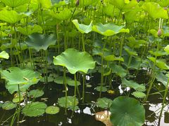 -沐仙湖湿地公园