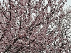 -桃花堤公园