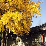 中国传统文化中,以九来表示极多