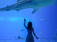 -成都浩海立方海洋公园