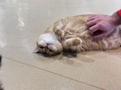 -藏猫猫咖啡主题馆(中央大道店)
