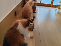 -是阿柴呀！柴犬咖啡·爱喵喵猫咖