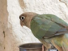 -吉丁鸟咖·异宠·寄养