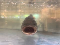 -老淳安—伴山伴湖(千岛湖开元度假村店)