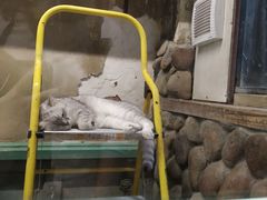 景点-猫咪博物馆(顶澳仔猫街店)