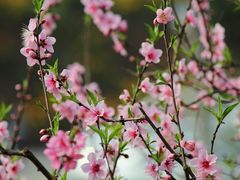 -楠柏弯休闲山庄(梨花溪店)
