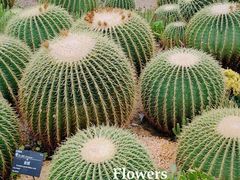 -中国科学院华南植物园