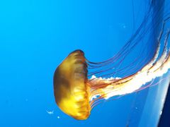 -太平洋海底世界