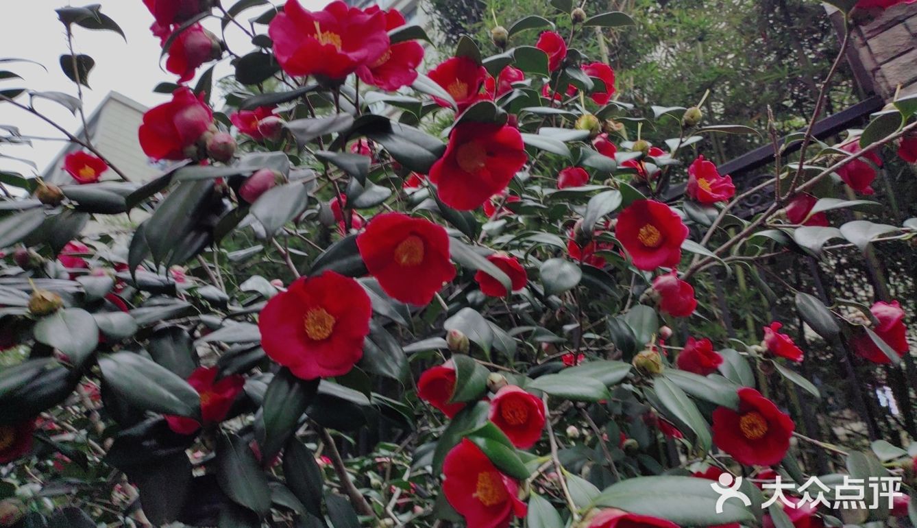 春季赏花｜山茶浓艳登场