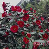 春季赏花｜山茶浓艳登场