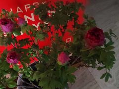 -洛阳宴·洛阳菜(南昌路店)