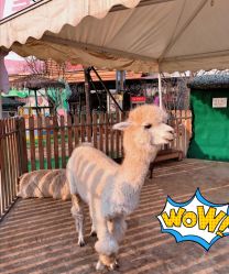 -萌宠亲子动物乐园(槐房万达店)